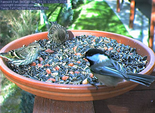 A bird dish in Invermere